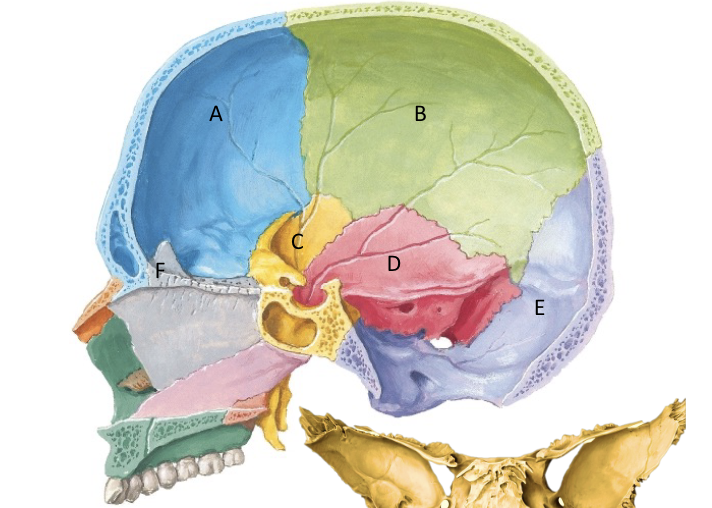<p>Name and these bone belong to?</p>