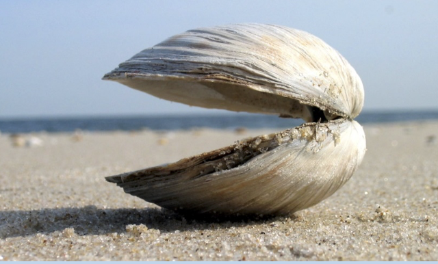 <p>Part of the mollusca phylum</p><p>Includes clams</p><p>Uses siphons to filter feed with gills</p><p>Primarily feed with their <strong>gills</strong> and their <strong>2 shells</strong> provide protection</p>