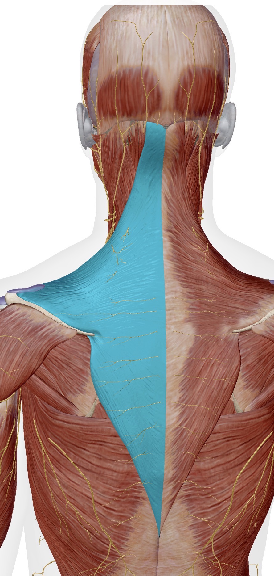 <p>Muscle, Innervation, Action </p>
