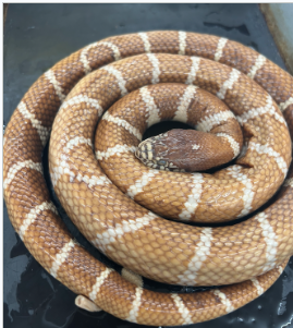 <p>What species is this</p>