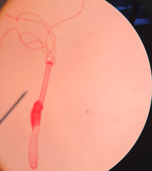 <p>What is this? </p>