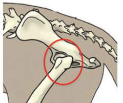 <p>what name and kind of joint is this</p>