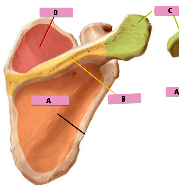 <p><strong>label</strong> the <strong>features </strong>(POST scapula)</p>