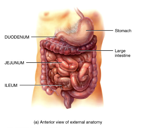<ul><li><p>duodenum</p></li><li><p>jejunum</p></li><li><p>ileum</p></li></ul><p></p>