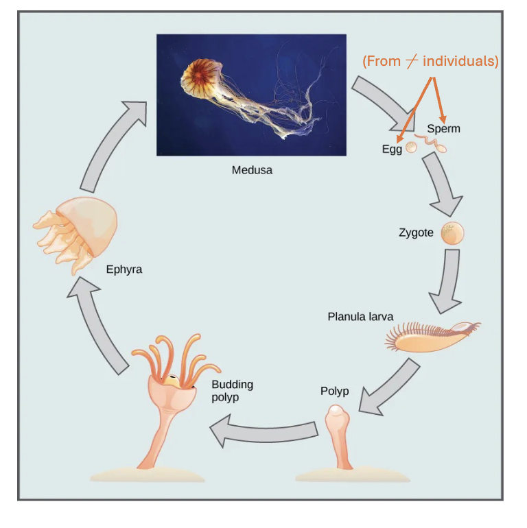 <p>Polyp and medusoid forms</p><p>Marine jellies, “cup animals,” bell shape</p><p></p><p>Dioecious</p><ul><li><p>Both male and female reproductive organs</p></li><li><p>Gonads form from gastrodermis and are expelled through mouth</p></li></ul><p></p><p>Life Cycle:</p><ol><li><p>Egg + Sperm</p></li><li><p>Zygote</p></li><li><p>Planula larva</p></li><li><p>Polyp</p></li><li><p>Budding Polyp</p></li><li><p>Ephyra</p></li><li><p>Medusa</p></li></ol><p></p>