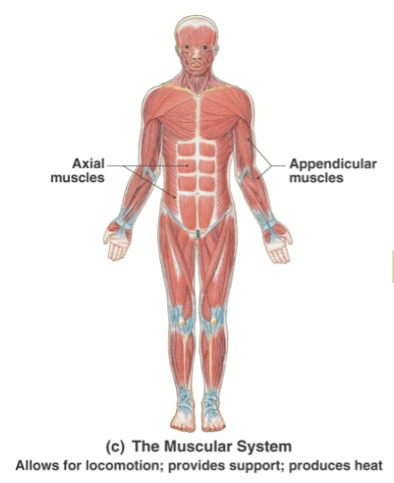 <p>Skeletal muscles, tendons</p>