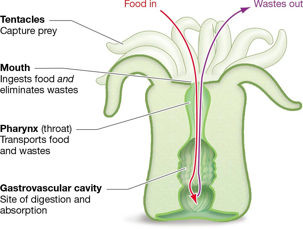 <p>a type of digestive tract design</p><p>have a single opening, the mouth, through which the animal both ingests food and eliminates wastes</p><p>the mouth opens into a chamber (gastrovascular cavity) where digestion takes place</p><p>e.g., Porifera and Cnidarians</p>