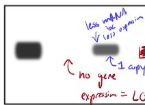 <ul><li><p>dark: high expression</p></li><li><p>light: less expression</p></li></ul><p></p>