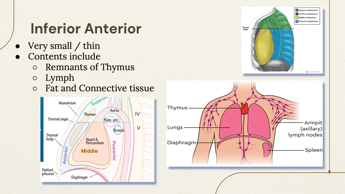 <p>The inferior anterior mediastinum contains the  remnants of thymus, connective and fat  tissue, and lymph nodes. </p>