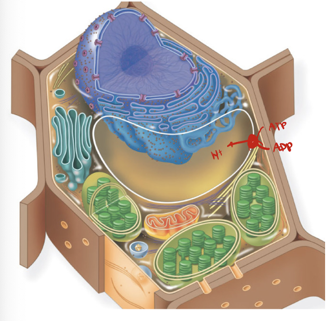 <ul><li><p>central vacuole contains some pH sensitive pigments </p></li><li><p>central vacuoles are acidic bc of ATP powered proton-pumps </p></li><li><p>petals expand when water enters central vacuole</p></li></ul><p></p><p>ex. flowers blooming </p><p>ex.<strong> Morning Glory flowers</strong> = bloom in morning from water entering </p><ul><li><p>NHX1 <em>(present when morning glory flower blooms)</em>: a H+ powered K+ antiporter transporter that moves K+ ions into the CV </p><ul><li><p>H+ exit CV &amp; K+ enter CV</p></li></ul></li></ul><img src="https://assets.knowt.com/user-attachments/b7146d4e-4b27-49cb-bf43-0c87e970eff5.png" data-width="75%" data-align="center"><p></p><p></p>