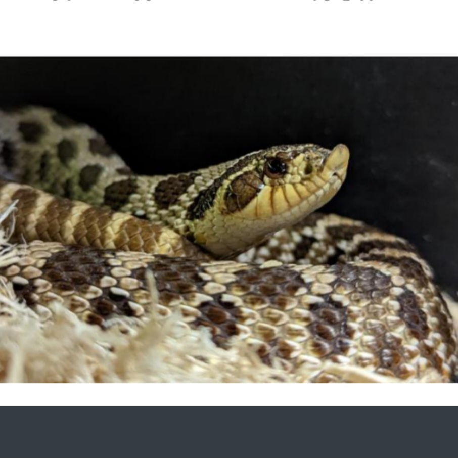 <p>name this animal</p>
