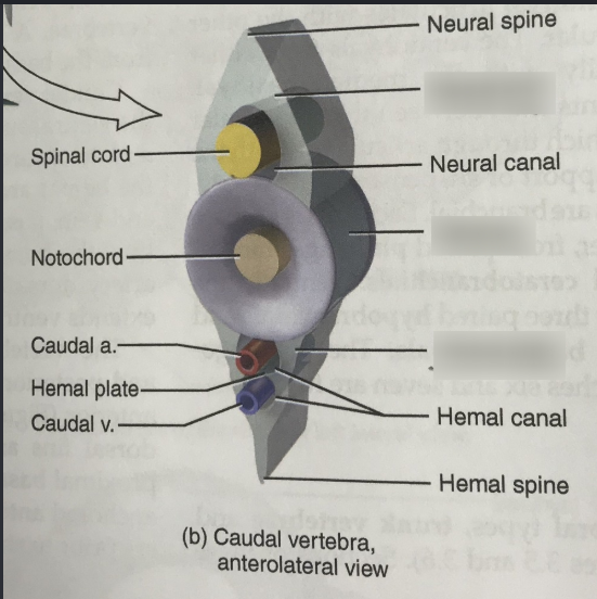 <p>A flexible, cylindrical structure found in the embryos of all chordates</p>