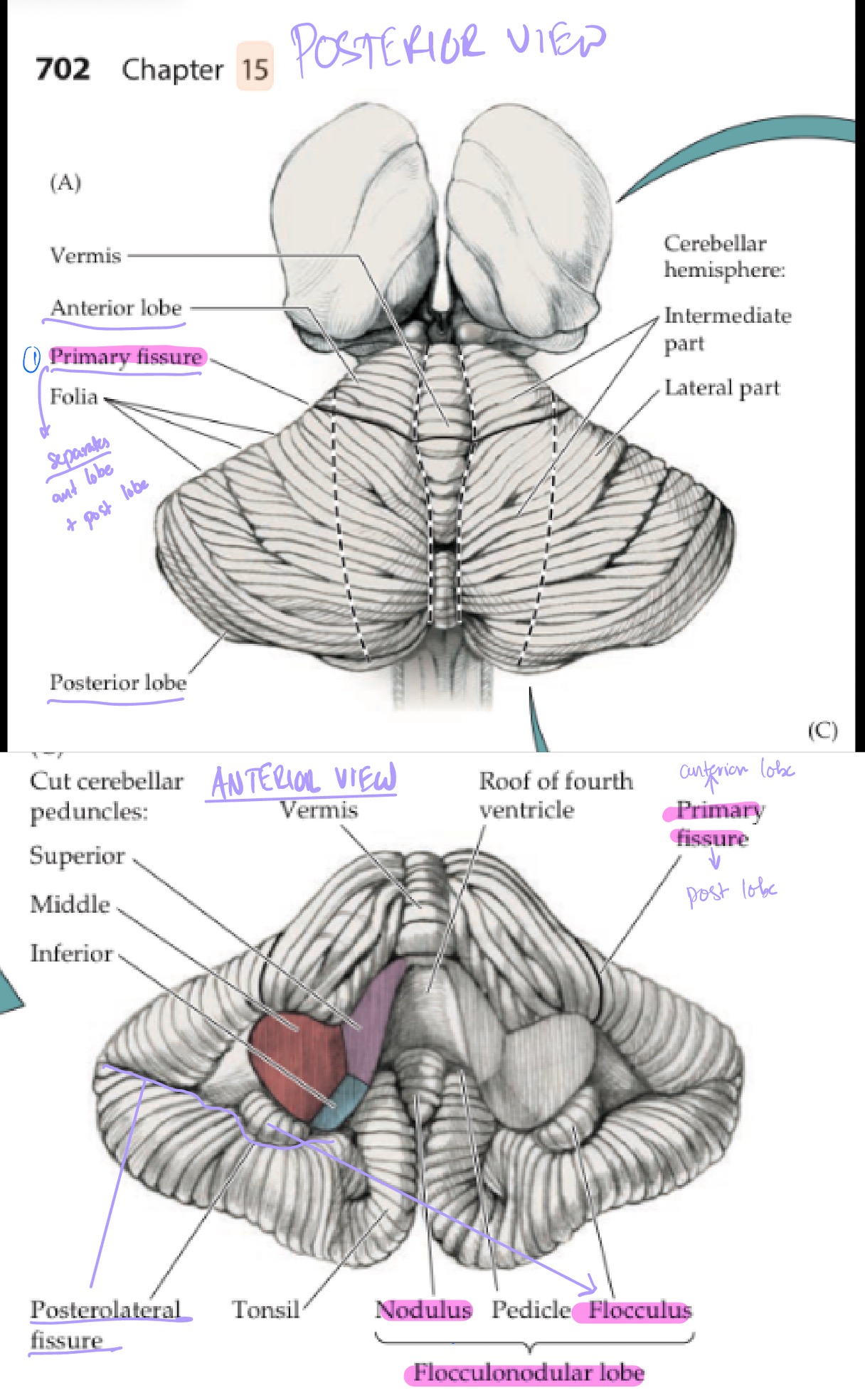<p>Cerebellum has 3 major <strong>lobes</strong> separated by 2 key landmarks (fissures): </p><ol><li><p>Anterior lobe</p><ul><li><p>Primary fissure separates anterior and posterior lobe</p></li></ul></li><li><p>Posterior lobe</p><ul><li><p>Postero-lateral fissure separates inferior posterior lobe from the flocculo-nodular lobe</p></li></ul></li><li><p>Flocculo-nodular lobe</p></li></ol><p></p>