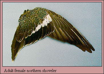 <p>female northern shoveler </p>