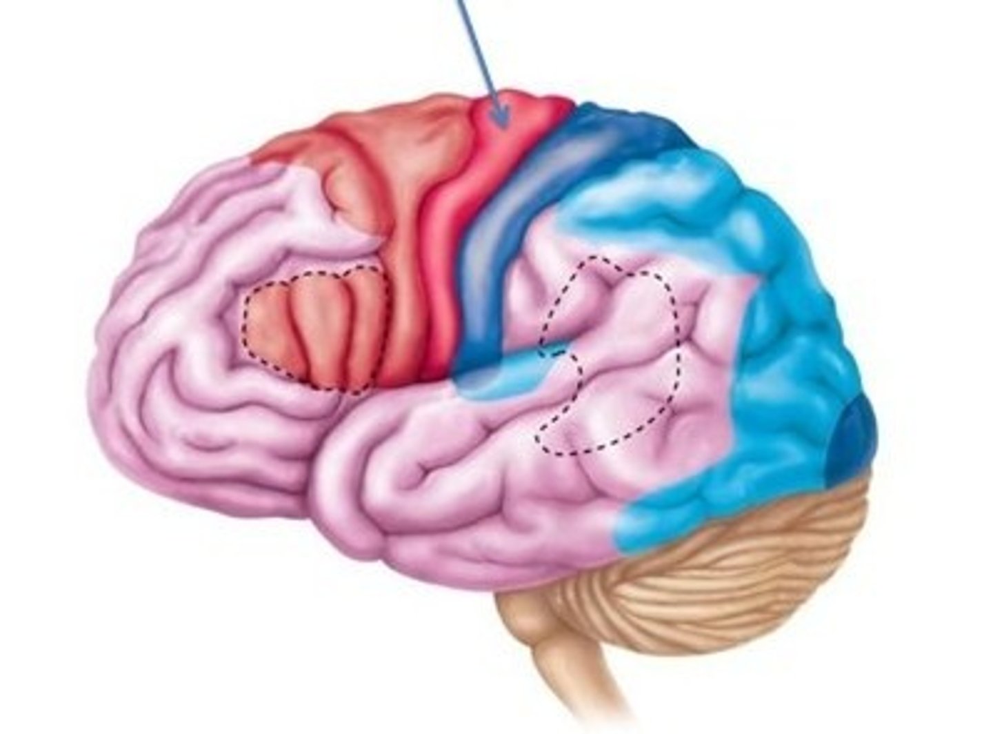 <p>Located in the precentral gyrus of each frontal lobe; initiates impulses to skeletal muscles. (Motor area)</p>
