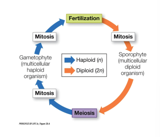 <p>-there are both haploid and diploid multicellular stages</p><p>-this life cycle is a synapomorphy for the land plant clade</p>