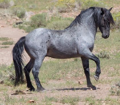 <p>Native horses </p>