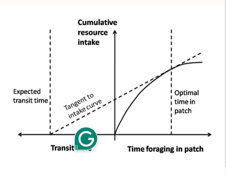 <p>Subtheory of OFT</p><p>Idea that the longer an organism feeds in a patch, the more net gains diminish.</p><p>Prey dwindles, prey alters behavior, travel time</p><p>Assumes organisms behave optimally ( Organisms can’t always know what state the patch is or how far to another patch)</p>