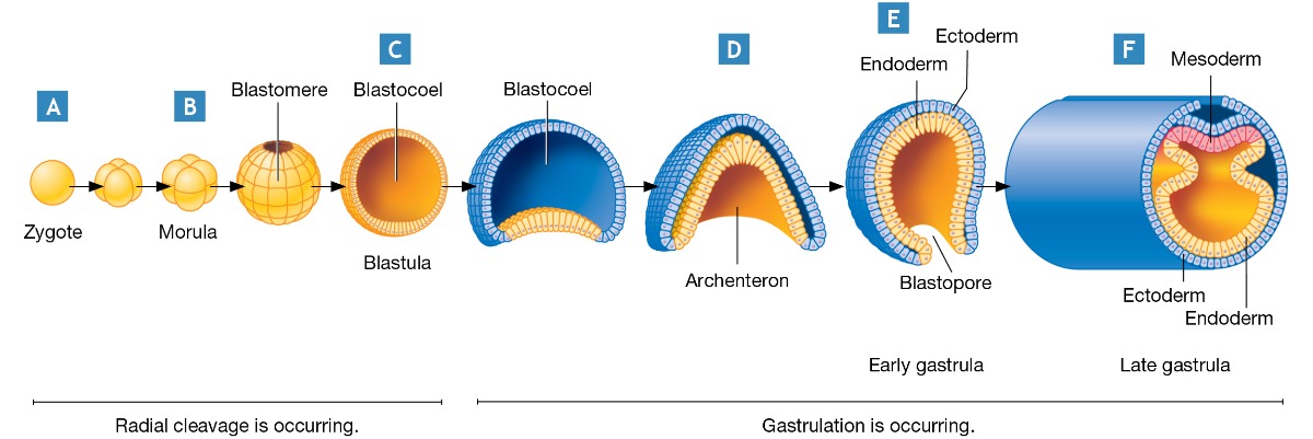 <p>They are distinct cavities formed during different stages of development.</p>