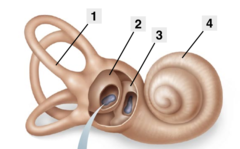 <p>- <u><mark data-color="purple" style="background-color: purple; color: inherit;">sense</mark></u><strong> </strong>movement and body position</p>
