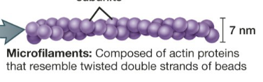 <p>composed of actin proteins that resemble twisted double strands of beads</p>