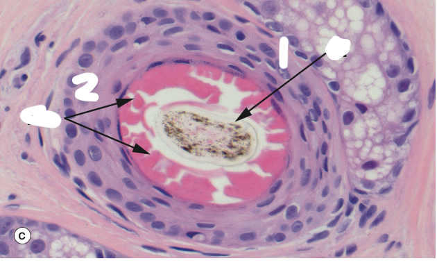 <p>Identify the Structure</p>