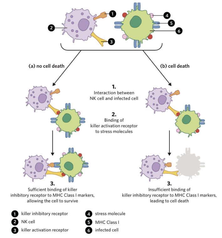 <p><span style="background-color: inherit; line-height: 20.7px; color: windowtext;">A type of leukocyte responsible for the recognition and destruction of damaged and/or infected host cells</span><span style="line-height: 20.7px; color: windowtext;"> </span></p><ul><li><p class="Paragraph SCXO191002577 BCX0" style="text-align: left;"><span style="background-color: inherit; line-height: 20.7px; color: windowtext;">This is achieved with the presence of two receptors – a killer inhibitory receptor and a killer activation receptor</span><span style="line-height: 20.7px; color: windowtext;"> </span></p><ul><li><p class="Paragraph SCXO191002577 BCX0" style="text-align: left;"><span style="background-color: inherit; line-height: 20.7px; color: windowtext;">Killer inhibitory receptor – examines the surface of cells for MHC Class I markers</span><span style="line-height: 20.7px; color: windowtext;"> </span></p></li><li><p class="Paragraph SCXO191002577 BCX0" style="text-align: left;"><span style="background-color: inherit; line-height: 20.7px; color: windowtext;">Killer activation receptor – binds to certain molecules which appear on cells undergoing cellular stress (e.g. infected or cancerous cells)</span><span style="line-height: 20.7px; color: windowtext;"> </span></p></li></ul></li></ul><p class="Paragraph SCXO191002577 BCX0" style="text-align: left;"><span style="line-height: 20.7px; color: windowtext;"> </span></p><p class="Paragraph SCXO191002577 BCX0" style="text-align: left;"><span style="background-color: inherit; line-height: 20.7px; color: windowtext;">The presence of MHC Class I markers can be altered due to a number of different disease processes </span><span style="line-height: 20.7px; color: windowtext;"> </span></p><p class="Paragraph SCXO191002577 BCX0" style="text-align: left;"><span style="background-color: inherit; line-height: 20.7px; color: windowtext;">e.g.</span><span style="line-height: 20.7px; color: windowtext;"> </span></p><ul><li><p class="Paragraph SCXO191002577 BCX0" style="text-align: left;"><span style="background-color: inherit; line-height: 20.7px; color: windowtext;">MHC Class I markers may be absent due to the presence of a viral infection, which can either destroy or suppress the production of MHC Class I markers</span><span style="line-height: 20.7px; color: windowtext;"> </span></p></li><li><p class="Paragraph SCXO191002577 BCX0" style="text-align: left;"><span style="background-color: inherit; line-height: 20.7px; color: windowtext;">Also the gene expression of MHC Class I markers may be affected in cancer cells, also leading to the absence of MHC Class I markers</span><span style="line-height: 20.7px; color: windowtext;"> </span></p></li></ul><p class="Paragraph SCXO191002577 BCX0" style="text-align: left;"><span style="line-height: 20.7px; color: windowtext;"> </span></p><ul><li><p class="Paragraph SCXO191002577 BCX0" style="text-align: left;"><span style="background-color: inherit; line-height: 20.7px; color: windowtext;">If the killer inhibitory receptor detects a sufficient number of MHC Class I markers, then it overrides/disallow the killer activation signal, preventing cell death</span><span style="line-height: 20.7px; color: windowtext;"> </span></p></li><li><p class="Paragraph SCXO191002577 BCX0" style="text-align: left;"><span style="background-color: inherit; line-height: 20.7px; color: windowtext;">Whereas, when the killer activation receptor is activated and the killer inhibitory receptor is unable to bind to a sufficient number of MHC Class I markers in infected or abnormal cells --> Cell death is initiated</span><span style="line-height: 20.7px; color: windowtext;"> </span></p></li></ul><p class="Paragraph SCXO191002577 BCX0" style="text-align: left;"><span style="line-height: 20.7px; color: windowtext;"> </span></p>