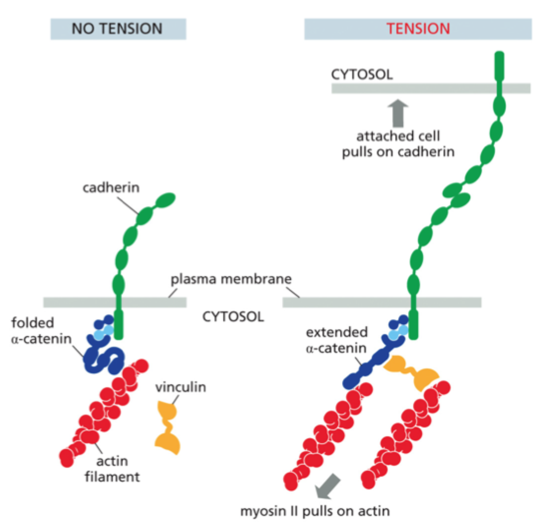 <p>Det binder til udstrakt α-catenin og hjælper med at <strong>styrke koblingen til aktin</strong>.</p>