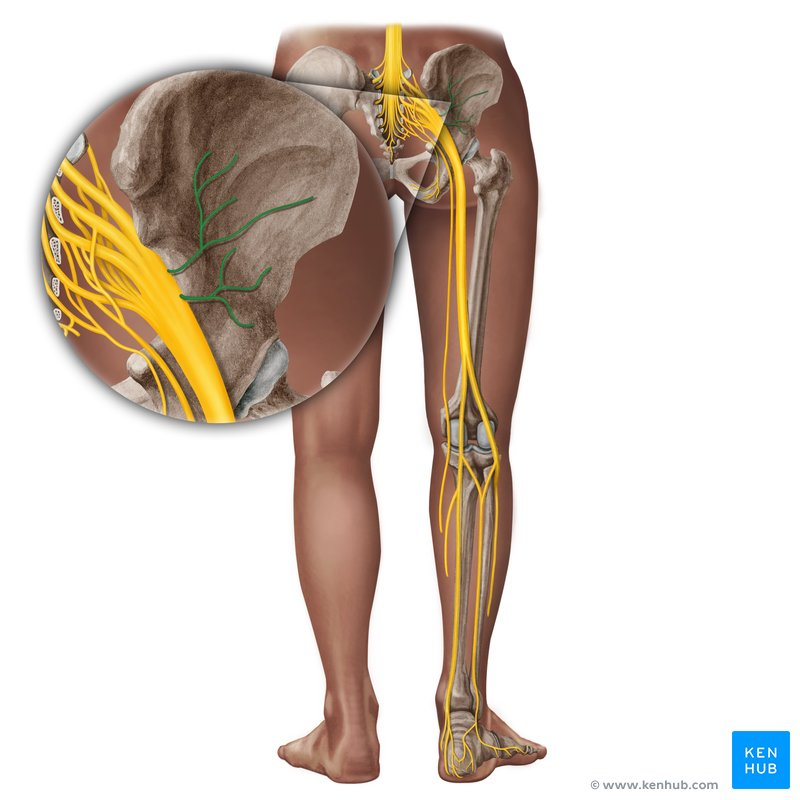 <p>What nerve / Innervation</p>