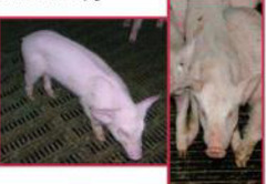 <p>Which stage would you put these pigs at for individual care: A, B or C</p>