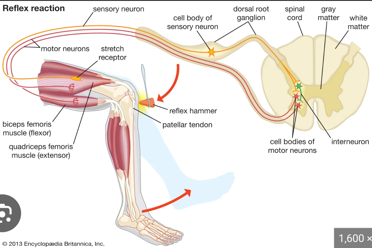 <p>this test assesses spinal motor neurons in L2-L4 </p><ul><li><p>a rapid, involuntary stretch reflex</p></li></ul><p></p>