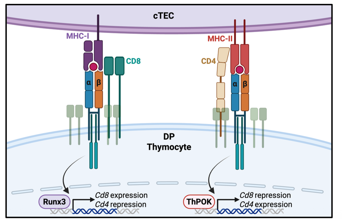 <p>CD8 or CD4 lineage commitment</p><ul><li><p>CTec has MHC with DP thymocyte</p></li></ul><p></p>