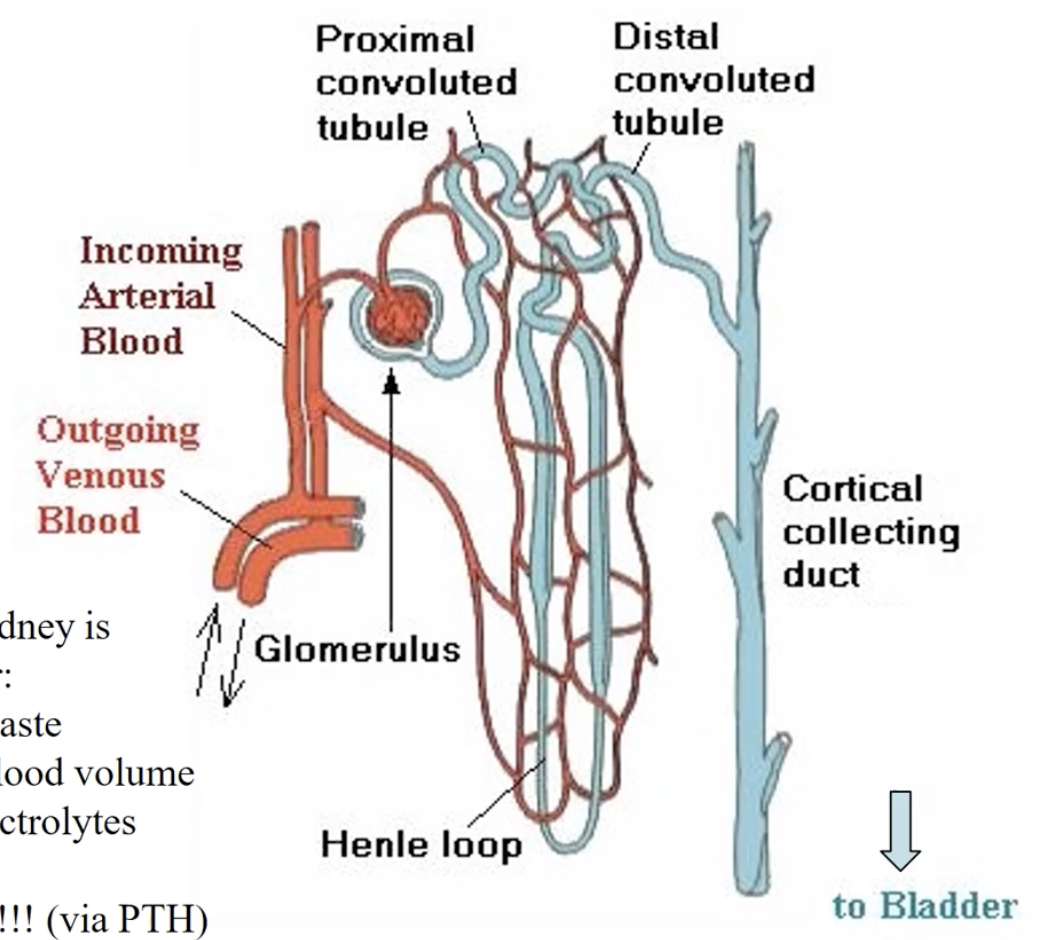 <ul><li><p>Arterial blood → glomerulus (where it meets up with the nephron)</p></li><li><p>Importance</p><ul><li><p>﻿﻿Excreting waste</p></li><li><p>﻿﻿Regulates blood volume</p></li><li><p>﻿﻿Controls electrolytes</p></li><li><p>﻿﻿Blood pH</p></li><li><p>﻿﻿Vitamin D!!!!! (via PTH)</p></li></ul></li><li><p>Process</p><ul><li><p>(filtrate from blood) → proximal tubule (osmolarity: 300) —> loop of henle (reabsorption) —> distal convolted tubule —> collecting duct portion</p></li></ul></li></ul><p></p>