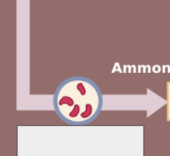 <p>nitrogen cycle: name the step</p>