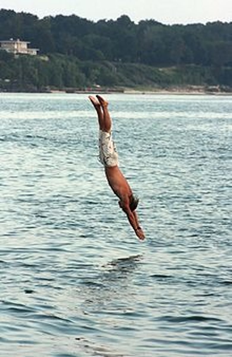 <p>un plongeon</p>