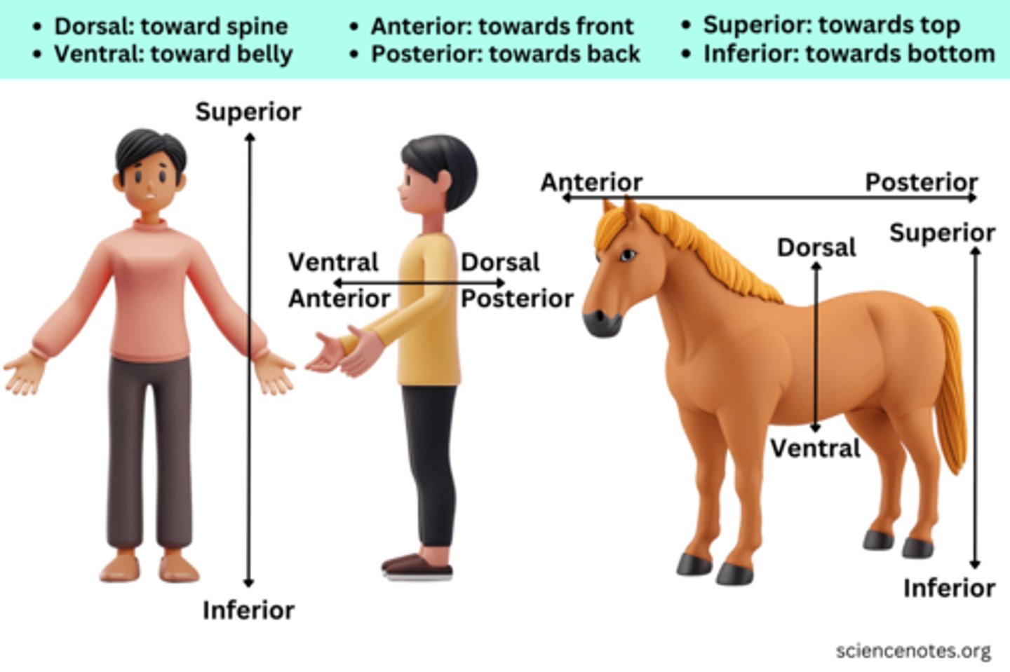<p>superior vs. inferior - superior: towards top; inferior: towards bottom</p><p>dorsal vs. ventral - dorsal: toward spine; ventral: toward belly</p><p>anterior vs. posterior - anterior: toward front; posterior: toward back</p>
