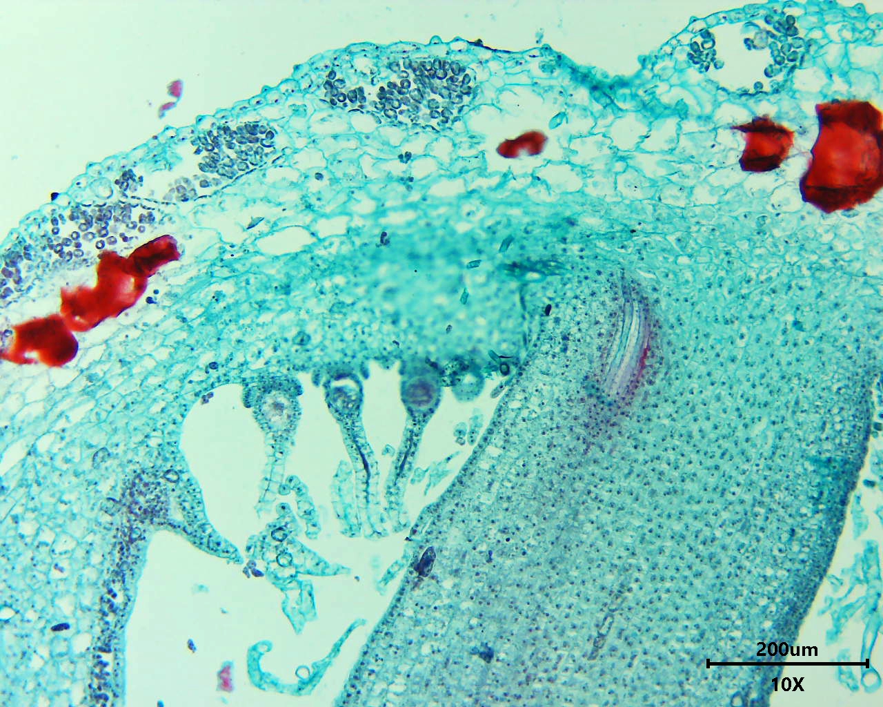 <p>What structure is this?</p>