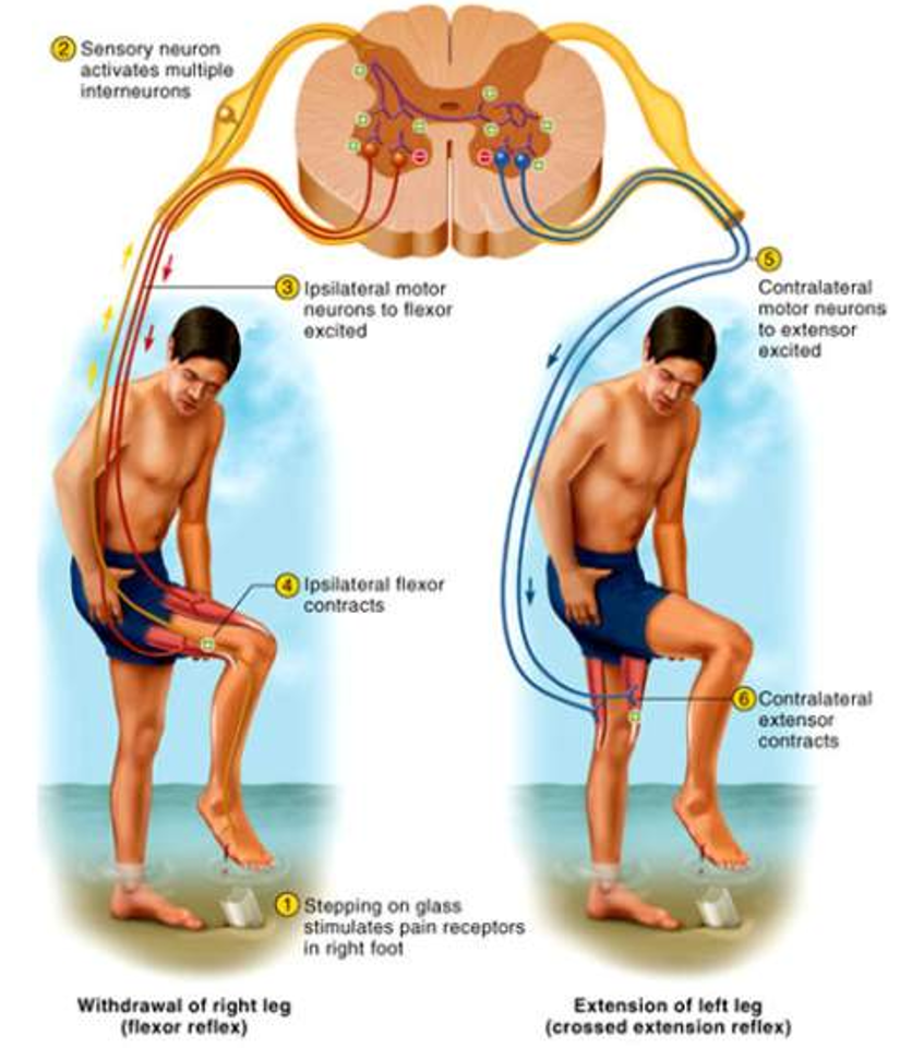 <ul><li><p><span style="background-color: transparent;">Occurs during withdrawal of foot from pain</span></p></li><li><p><span style="background-color: transparent;">Polysynaptic reflex arc</span></p></li><li><p><span style="background-color: transparent;">Neural circuitry in spinal cord controls sequence and duration of muscle contractions</span></p></li></ul><p></p>