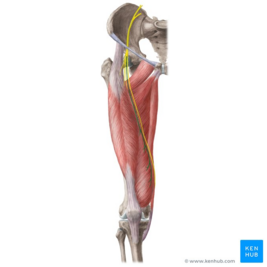 <p>What nerve / Innervation</p>