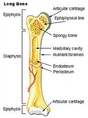 <p>studies the structure of the body</p>