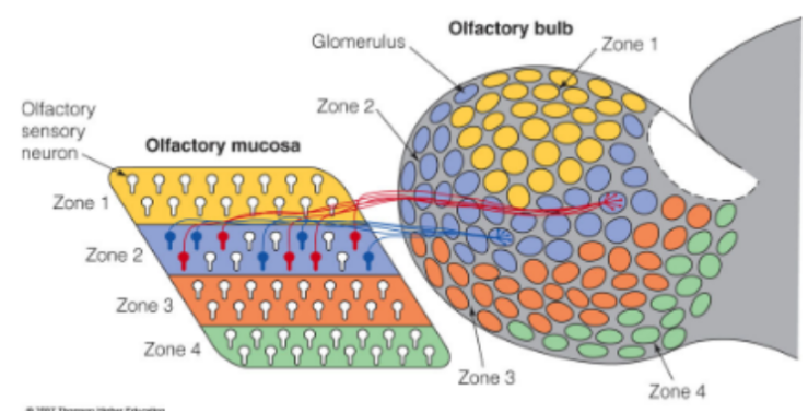 <p>olfactory mucosa is divided into <u>4</u> zones</p><ul><li><p>where each zone has many <u>different types</u> of receptors/ORNs</p></li><li><p>&amp; specific types of receptors (on ORNs) are found in only <u>ONE</u> zone</p></li><li><p>odorants tend to activate specific <u>ORNs</u> <span style="color: rgb(179, 173, 173);">(OM neurons/olfactory mucosa neurons)</span> within a specific zone</p></li></ul><p>^^<span style="color: red;"> <strong><u>specific zones have specific types of ORNs containing specific types of receptors</u></strong></span></p><p>__</p><p>true</p><p><strong>(1 or 2 glomeruli will receive inputs from 10,000 receptors of ONE receptor/ORN type)</strong></p>