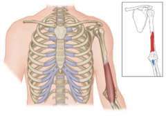 <p>What muscle is highlighted?</p>