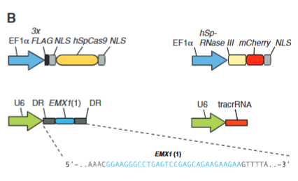 <p>explain fig 1B cong</p>
