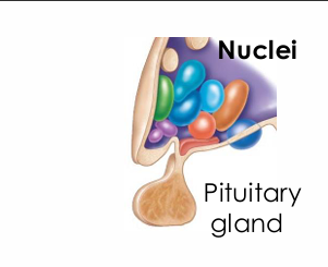 <ul><li><p>Part of the diencephalon</p></li><li><p>Inferior to the thalamus</p></li></ul><p></p>