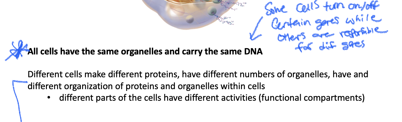 <p>-All have same components but look a little different depending on their location and function</p>