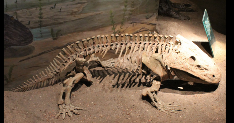 <ul><li><p>peak predator </p></li></ul><p></p>