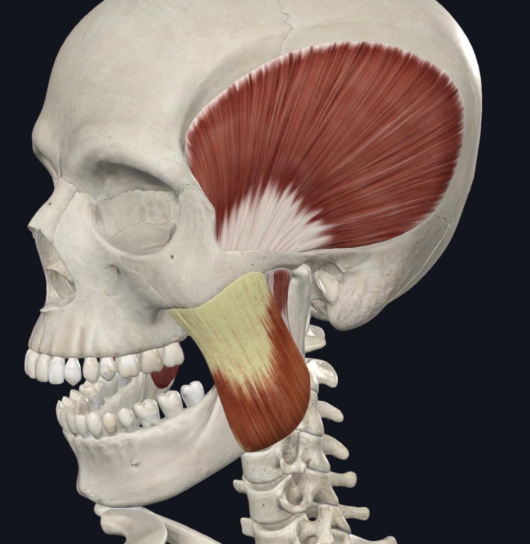 <p>Elevates mandible; minimal side to side movement </p>