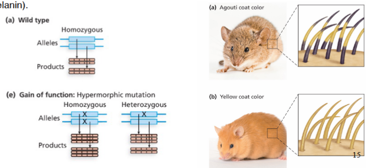 <ul><li><p>A gain of function allele</p></li><li><p>Allele whose produce has increased activity</p><ul><li><p>Ex) Hypermorphic agouti gene produces yellow coat collor (Extra phaomelanin)</p></li></ul></li></ul><p></p>
