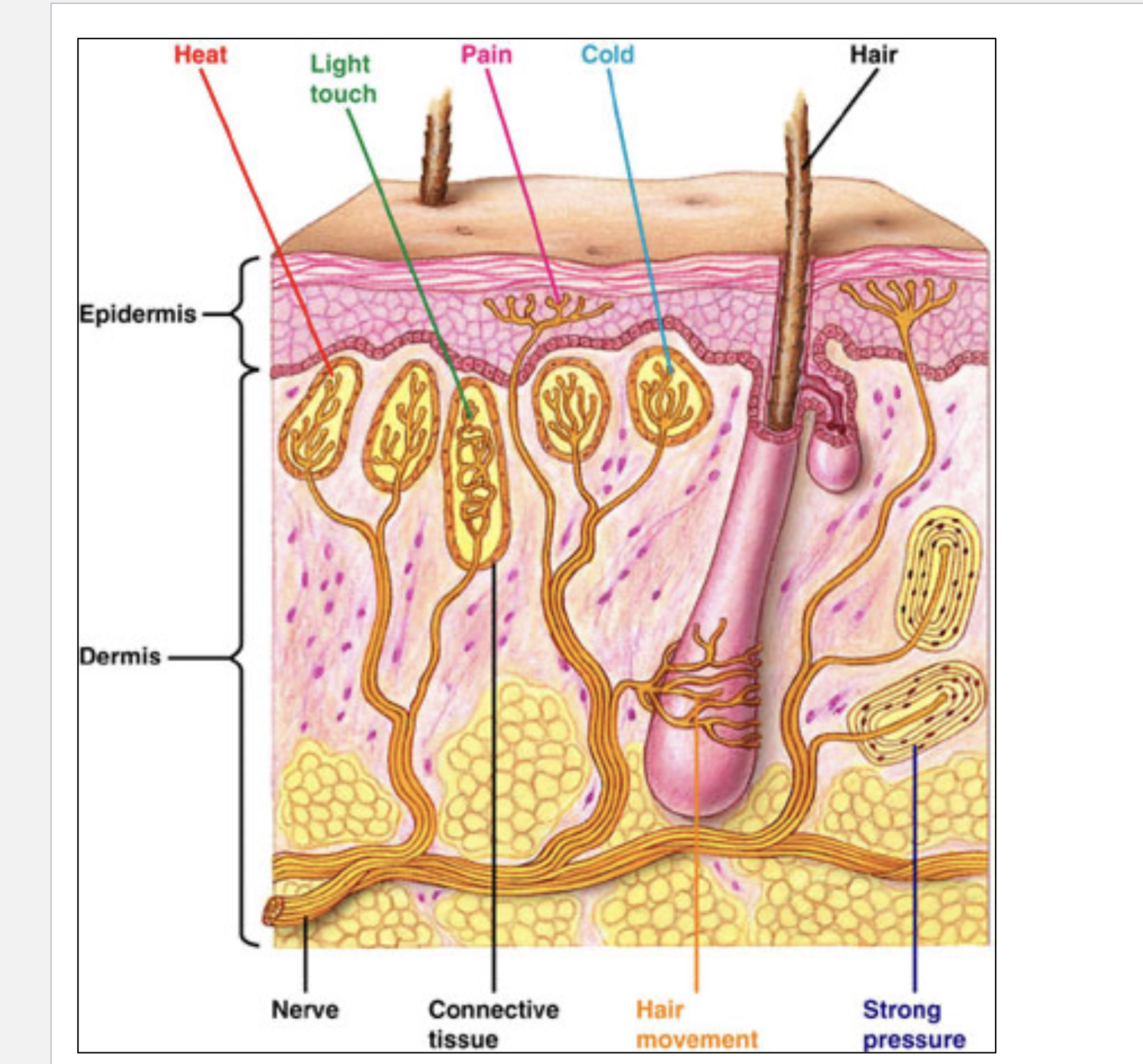 term image