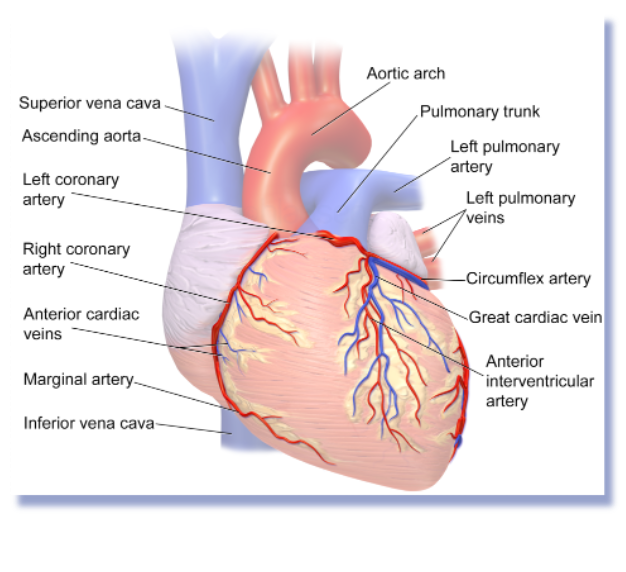 <p><span>Right and left coronary arteries originate from the aortic sinuses.  </span></p>